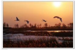 五个国家级自然保护区携手 中国丹顶鹤迁徙联盟在盐成立