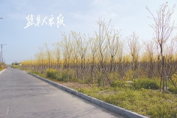 射阳县海河镇 掀起造林绿化热潮