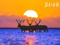 “麋鹿传奇”获“金镜头”金奖