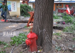 确保消防安全 别了老榆树