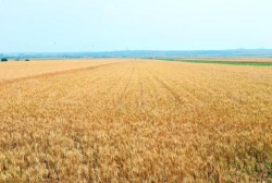 全市556万亩小麦陆续开镰收割 夏粮丰产丰收成定局