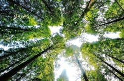 大丰区西团镇 推进春季绿化造林