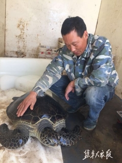 响水一渔民滩涂发现40多公斤重海龟 最终又放归大海 