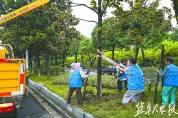 冒雨清理扶正倒伏樹木