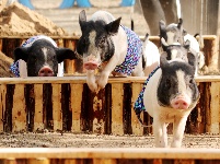 小猪运动会“萌”趣横生