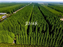 亭湖区黄尖镇完成成片造林1800亩