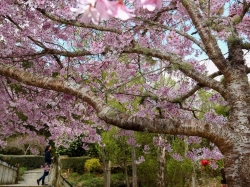 都是极端天气惹的祸？日本大批樱花在秋季罕见绽放
