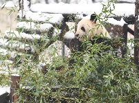 “萌宝”戏雪