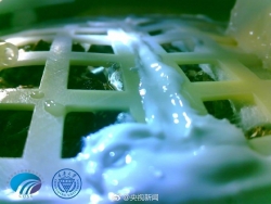 月面第一株嫩芽！嫦娥四号完成人类首次月面生物实验