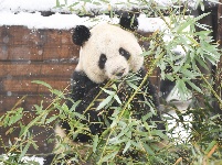 “萌宝”戏雪