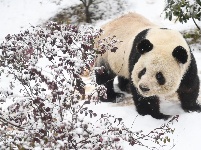 “萌宝”戏雪