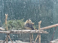 大熊猫“乐享”雪景