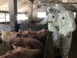 农业农村部：非洲猪瘟纳入强制扑杀 每头补助1200元