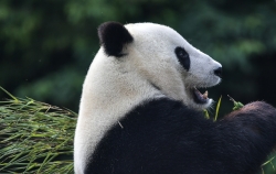 旅美大熊猫“白云”“小礼物”回到家乡四川