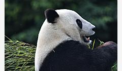中国大熊猫个体识别技术迎新突破 实现“熊脸识别”