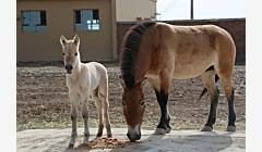 新疆圈养野马今年繁殖进入高峰期 已迎来四匹小马驹