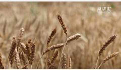 江苏启动小麦最低收购价执行预案 满足农民售粮需要
