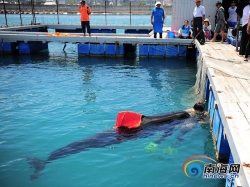 三亚搁浅领航鲸不幸死亡，志愿者曾24小时在水下陪伴