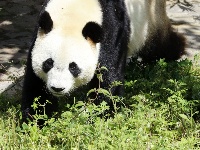 全球唯一大熊猫三胞胎姐姐“萌萌”成功交配
