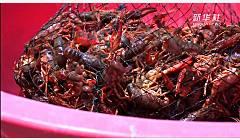 小龙虾季到 南京人每天至少吃掉45吨小龙虾