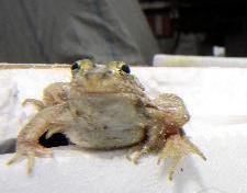 黄海湿地环资法庭作出首例判决 一村民捕捉50只青蛙被处罚 