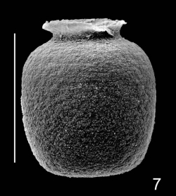 南京古生物所最新研究，揭开4亿年前这种海洋微生物身份之谜  
