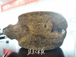 大冈一鱼塘里浮起一块“石头” 经初步鉴定为鲸鱼脊椎骨亚化石