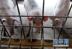 【关注】全力支持生猪生产！多部门出台17条硬措施