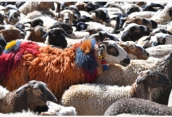 西藏“数羊头”传统活动