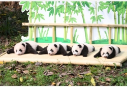 重庆：大熊猫“四宝”首次户外亮相