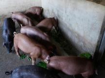 国办印发《关于稳定生猪生产促进转型升级的意见》