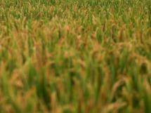 稻田下面有“乾坤”，一亩可产3000斤，增收顶呱呱！