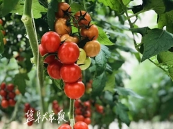 【乡村振兴】盐都尚庄番茄：酸甜小红果“长成”致富大产业