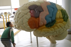 科普：专家与新手的大脑有何不同？