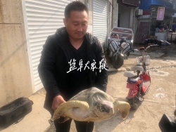 渔民捕得20多公斤重绿龟 爱心商家出资购买放生 