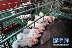 万头规模以上猪场项目签约10家投产4家  大丰勇挑生猪稳产保供重担