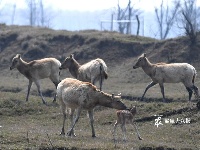 大丰麋鹿保护区迎来麋鹿产仔高峰期