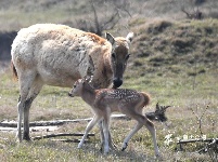 大丰麋鹿保护区迎来麋鹿产仔高峰期