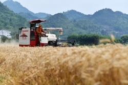 贵州思南：收获冬小麦