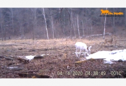东北虎豹国家公园再次监测到罕见野生动物白狍