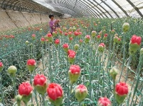 河北滦南：鲜花种植促增收