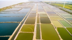 射阳河蟹生态育苗产量占全国70%