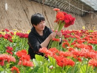 河北滦南：鲜花种植促增收