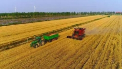 江苏射阳：全省小麦单产历史最高纪录诞生  亩产827.5公斤 
