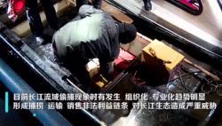 偷捕现象未绝！6000元一公斤的长江刀鱼是谁在偷捕？