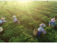 海南：黎乡茶叶助脱贫