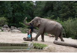 世界大象日：卢布尔雅那动物园里的亚洲象“恒河”