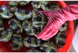 江苏消保委发布网购大闸蟹报告：缺斤短两较严重，甚至售卖死蟹