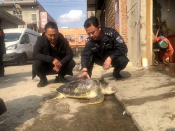 40多公斤绿龟回归大海 渔民意外捕获