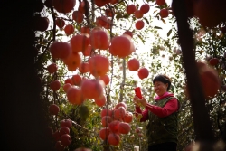 农民“网红”卖苹果